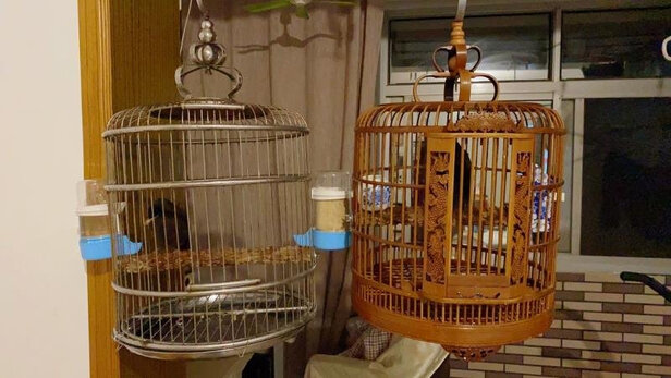 自动喂食器