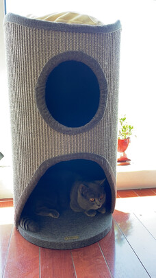 猫爬架