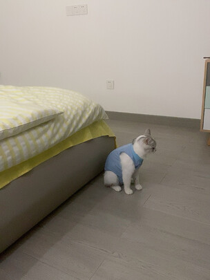 猫咪手术服
