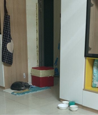 猫爬架