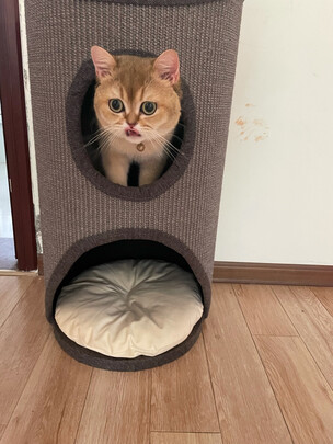 猫爬架
