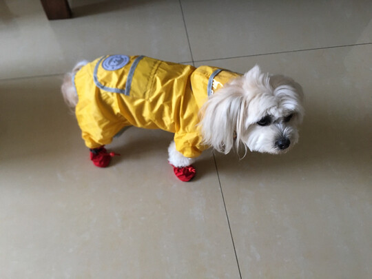 狗狗雨衣