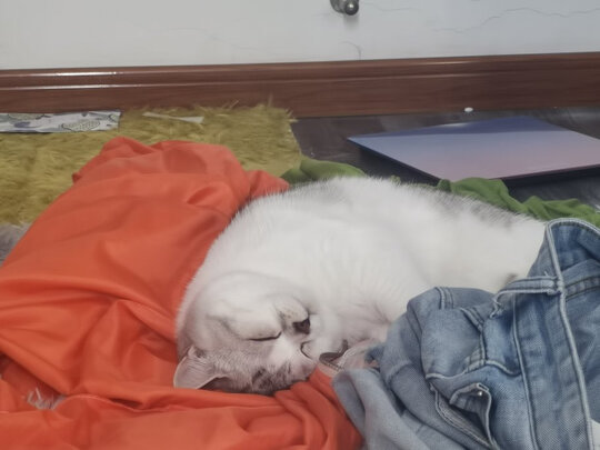 膨润土猫砂