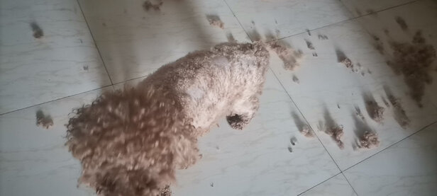 狗狗电推剪