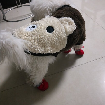 狗狗鞋