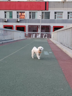 宠物饮水机