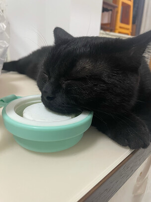 豆腐猫砂