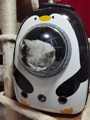 猫包