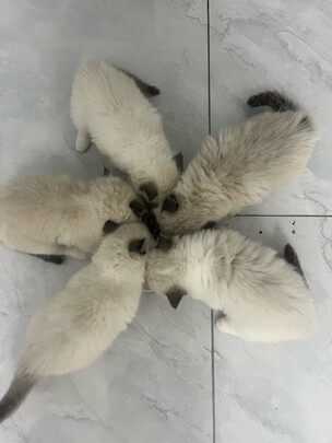 猫粮