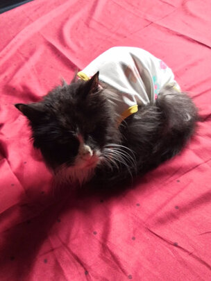 猫咪手术服