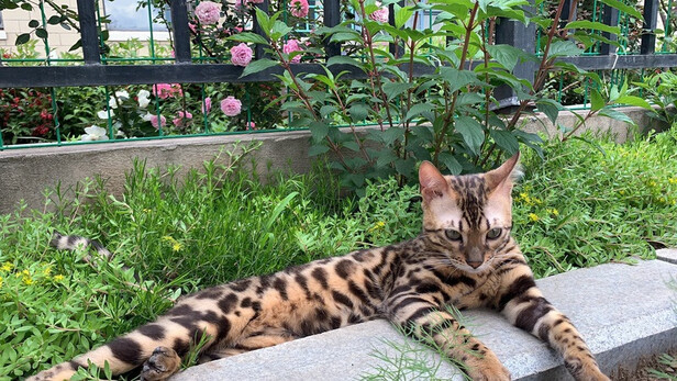 猫砂铲