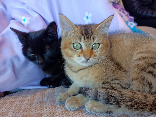膨润土猫砂