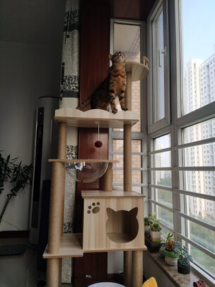 猫爬架