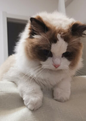 猫粮