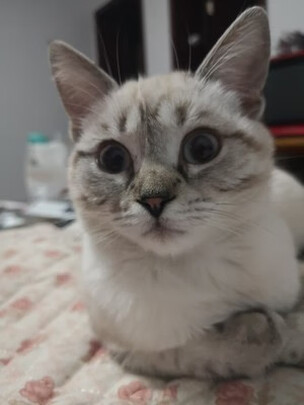 宠物消毒液