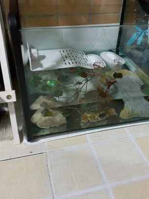 乌龟缸