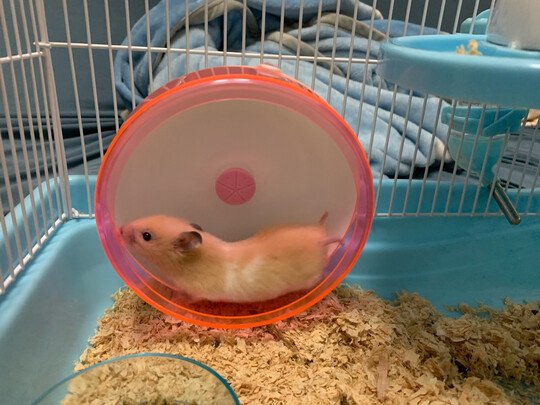 仓鼠木屑