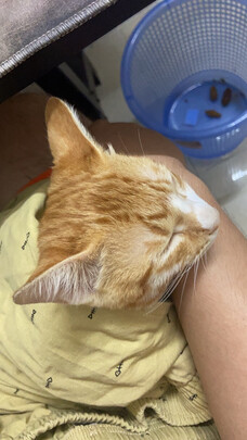 狗狗电推剪