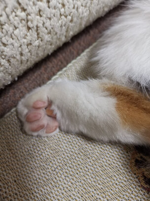  猫咪剃脚毛器
