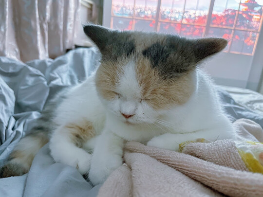 猫粮罐头