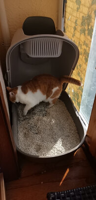 膨润土猫砂