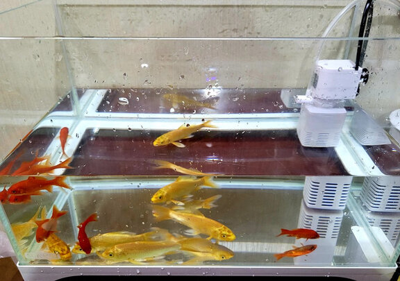 桌面鱼缸