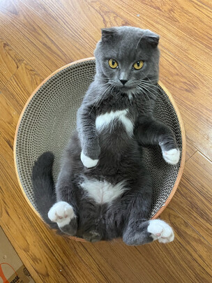 猫抓板