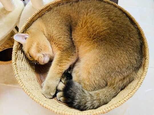 猫爬架