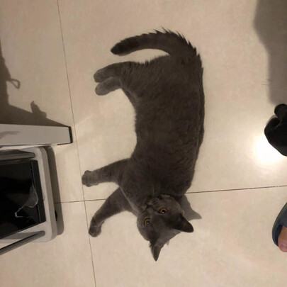 猫砂盆