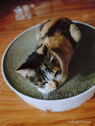 猫窝