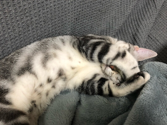 豆腐猫砂