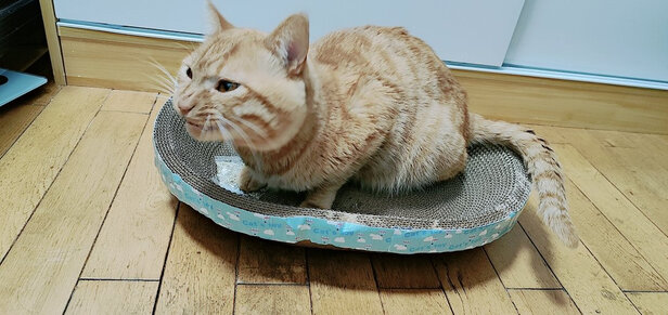 猫抓板