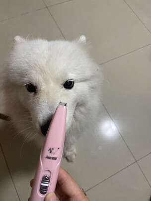 猫咪剃脚毛器