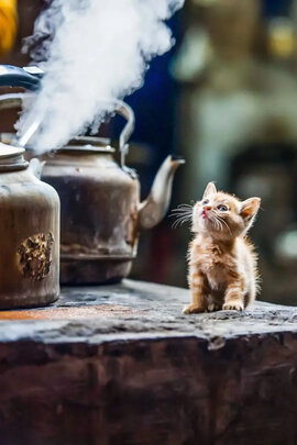 猫包
