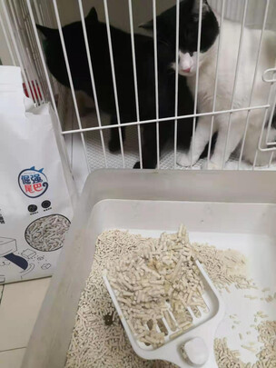 豆腐猫砂