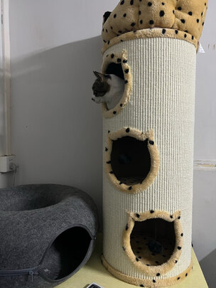 猫爬架