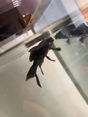 鱼缸净水剂