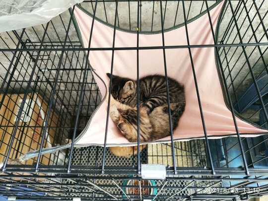  猫笼