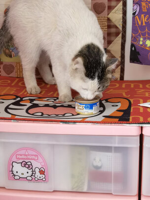 猫罐头