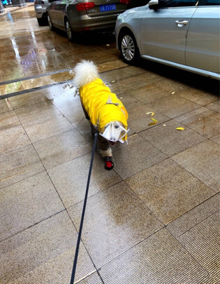 狗狗雨衣