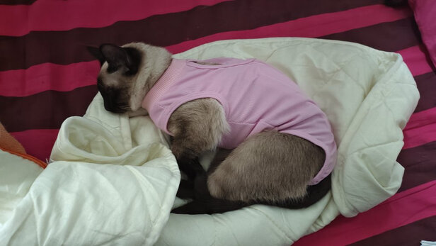 猫咪手术服
