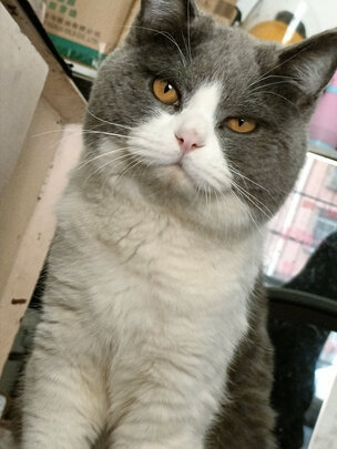 猫罐头