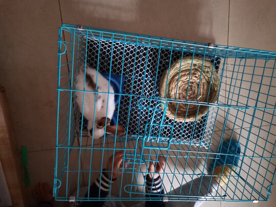 兔笼子