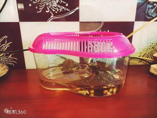 乌龟缸