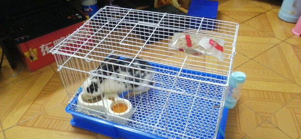 兔笼子