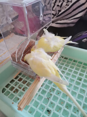 鸟粮