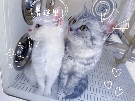 膨润土猫砂