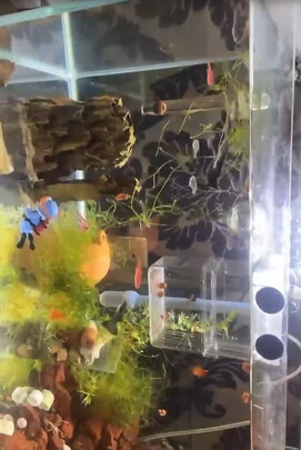 鱼缸硝化细菌