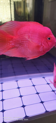 鱼缸净水剂