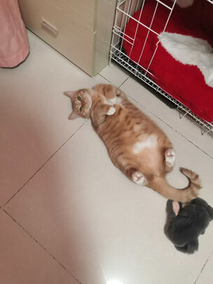 猫冻干